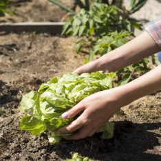 coliver-practicing-permaculture