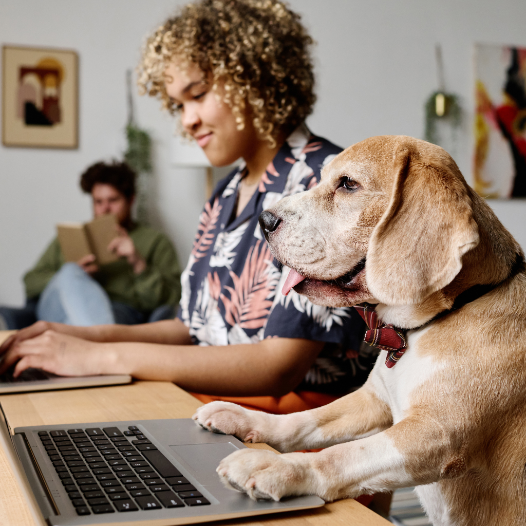 🐾 Traveling Around Spain With Your Dog: Everything Remote Workers Need to Know