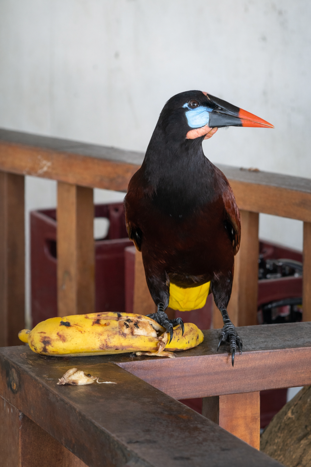 Tortuguero