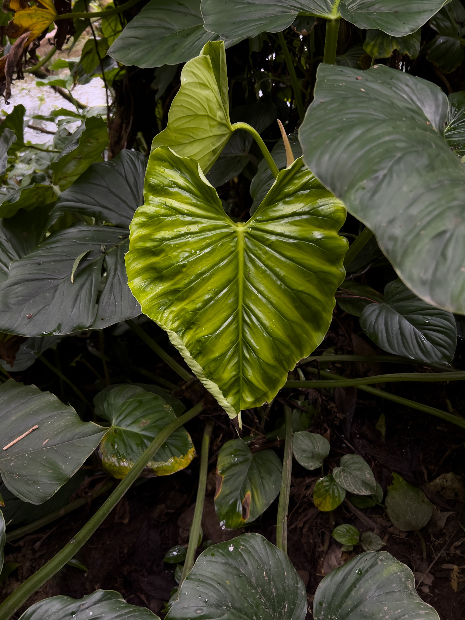 Viaje Costa Rica y Panamá