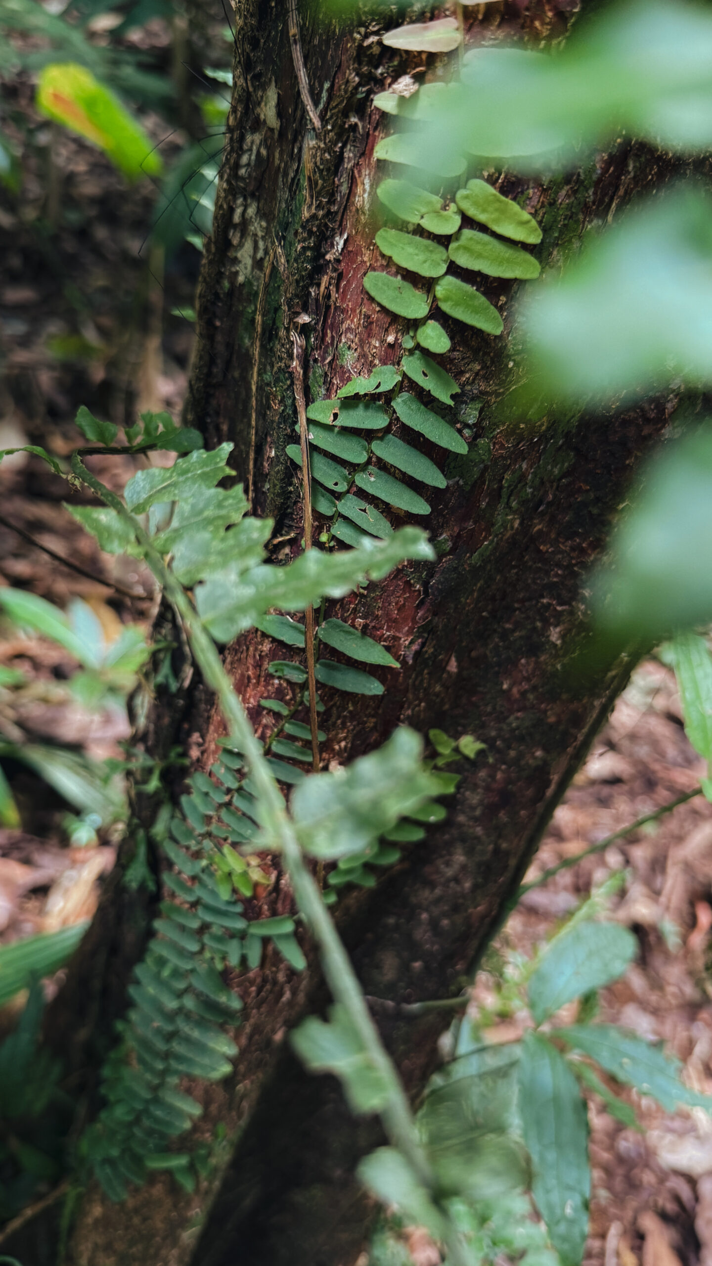 Bosque húmedo