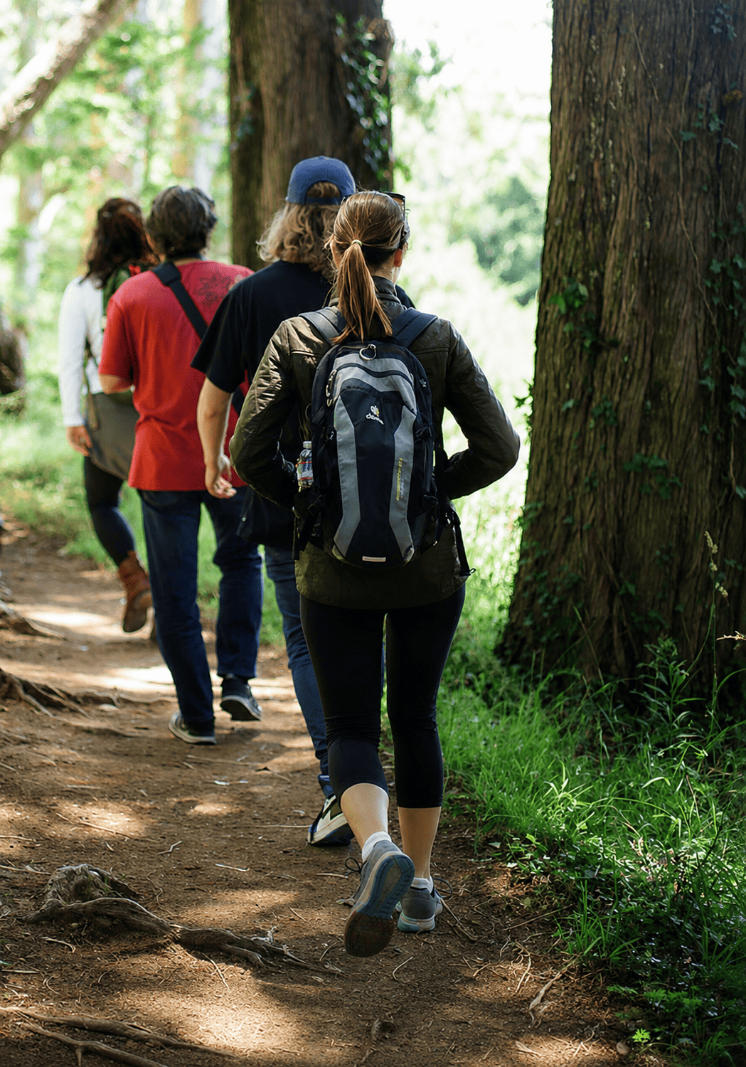 Camino de Santiago entre bosques