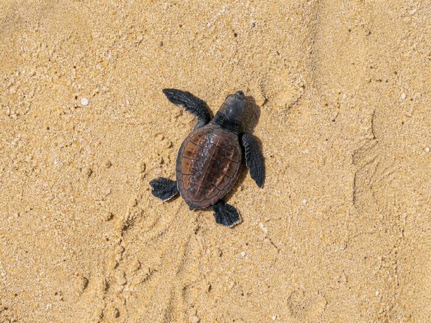 Tortuguero
