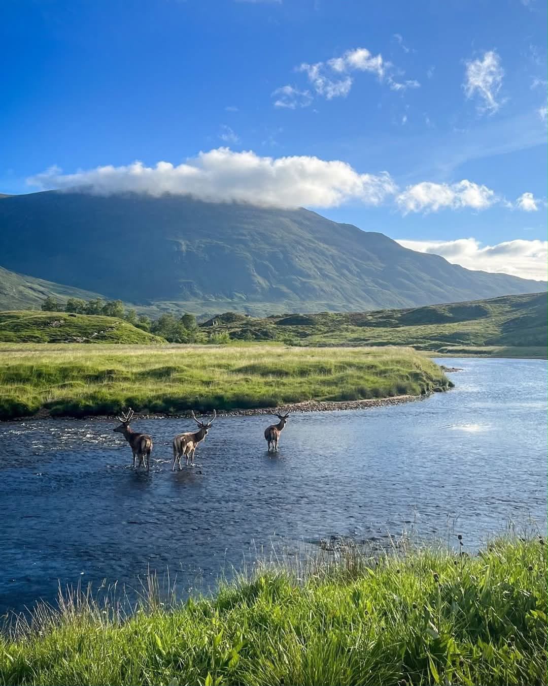 Ciervos en un río de las Highlands